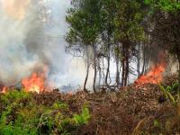 Forest fire in Indonesia. Photo Credit: CIFOR/Flickr