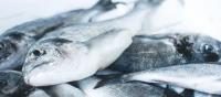 Over a third of fish stocks are already overfished. Photo credit: Jakub Kapusnak/Unsplash