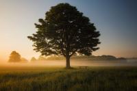 Pohon adalah aset ekologis yang dapat membantu memerangi krisis iklim. Kredit: Simon Wilkes/Unsplash