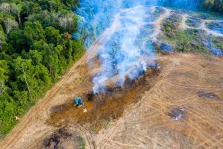 Pepohonan ditebang dan dibakar di hutan Amazon