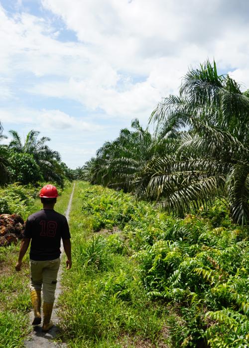 orang berjalan di perkebunan kelapa sawit