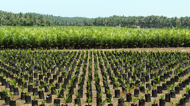 <p>Perkebunan kelapa sawit di sekitar Bengkulu, Sumatera. Foto oleh James Anderson/WRI</p>
