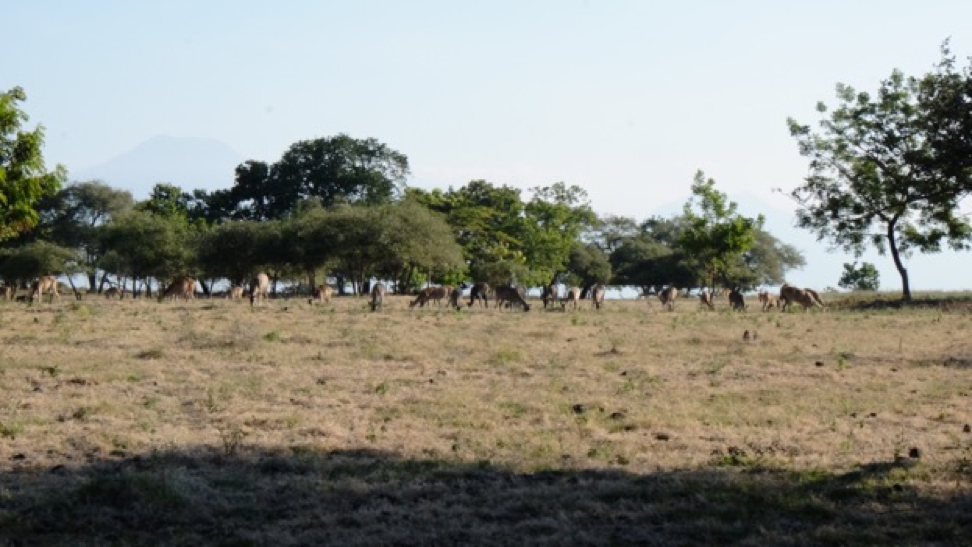 <p>Rusa-rusa jawa merumput di Savana Bekol di sore hari</p>