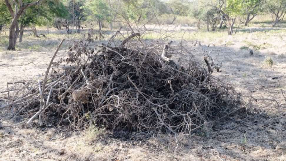 <p>Bekas pembakaran (tidak tuntas) Vachellia nilotica di Savana Bekol</p>