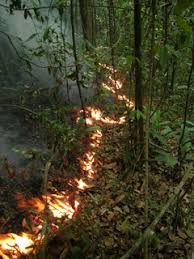 <p>Understory fire in the Brazilian Amazon. Sustained heat from these slow-moving fires can kill small trees and increase mortality rates in following years. Credit: Jos Barlow.</p>
