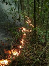 <p>Understory fire in the Brazilian Amazon. Sustained heat from these slow-moving fires can kill small trees and increase mortality rates in following years. Credit: Jos Barlow.</p>