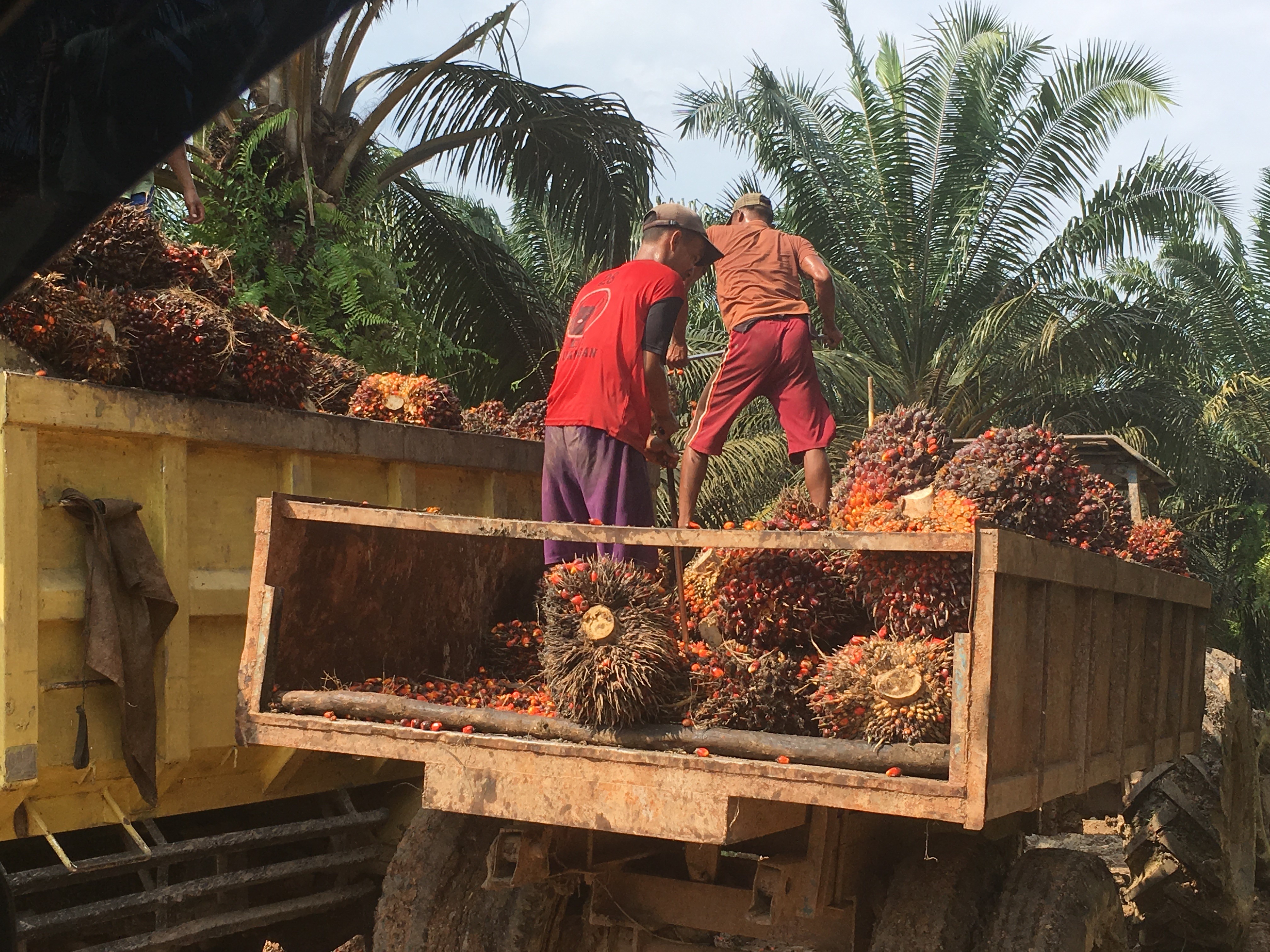 <p>Mengangkut buah sawit untuk dibawa ke pabrik pengolahan. Kecamatan Musi Banyuasin, Sumatera Selatan</p>
